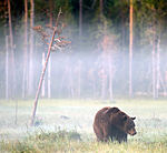 BB 10 0086 / Ursus arctos / Brunbjørn